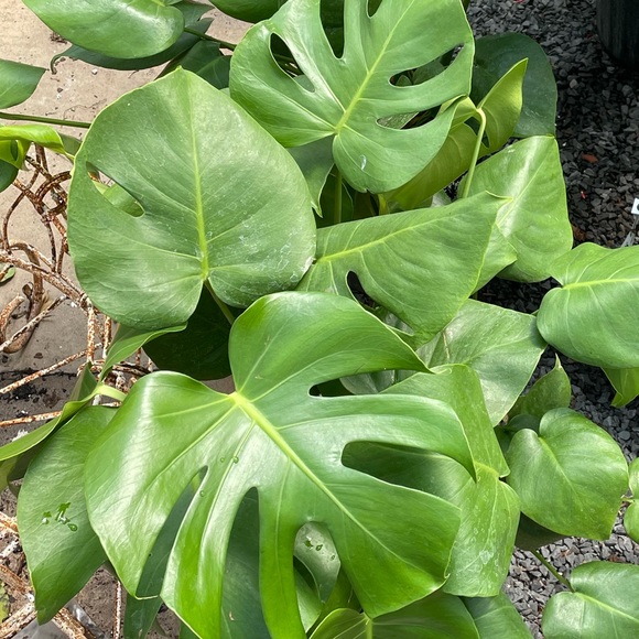 Meet your Posher, Rachel - Picture 1 of 1